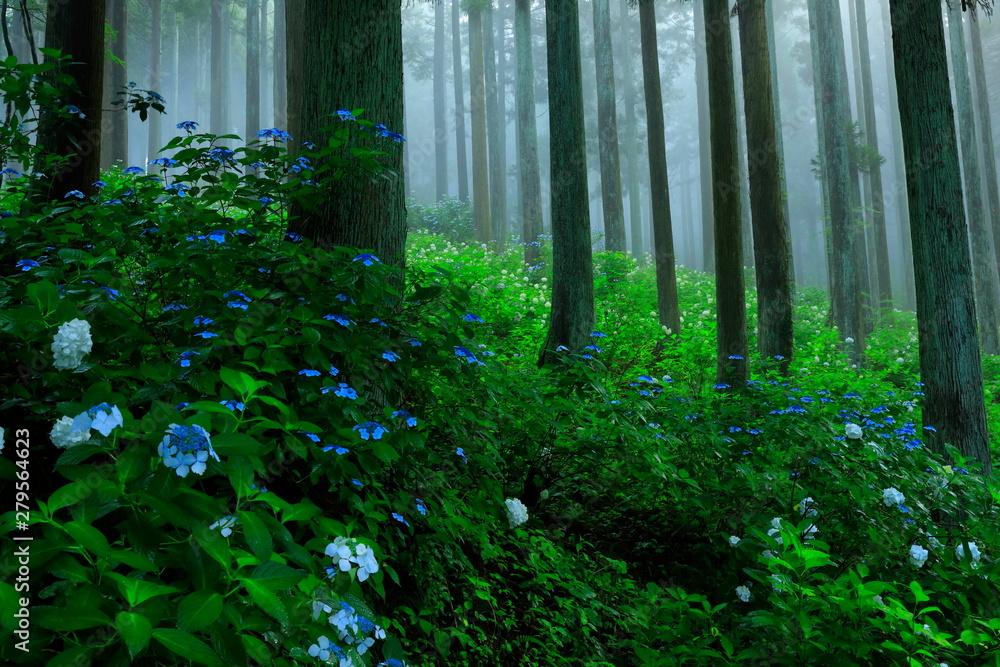 Fototapeta premium 森の紫陽花