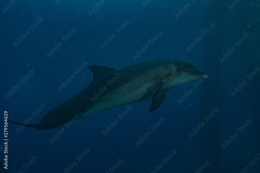 Fototapeta premium Dolphin swimming with divers in the Red Sea, Eilat Israel