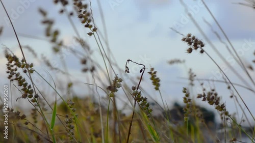 close up footage of dry plants on a gloomy day and cloudy sky 
