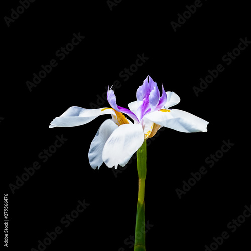 white and purple iris flower closeup on a black background