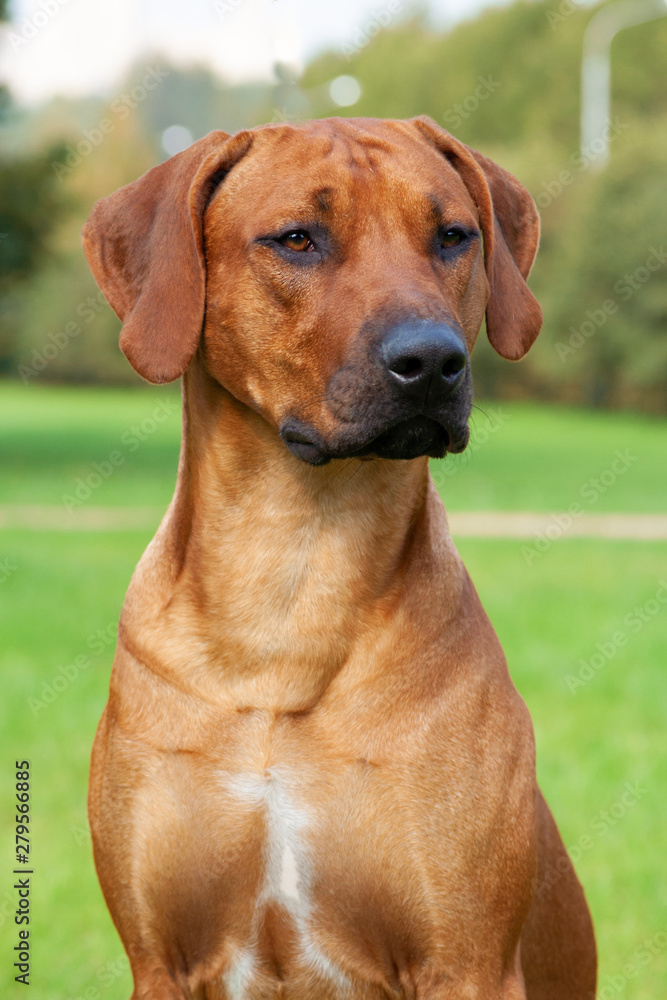 Portrait of dog. elite rhodesian ridgeback sitting on the field of grass
