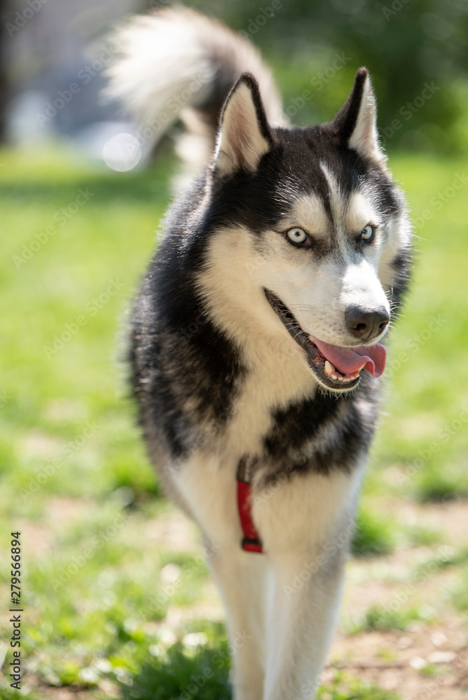 Lively and energetic husky dog running around the park in spring