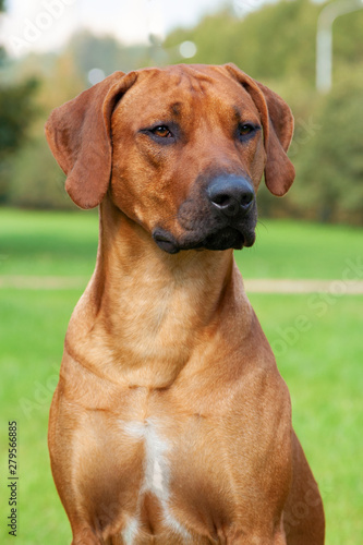 Portrait of dog. elite rhodesian ridgeback sitting on the field of grass