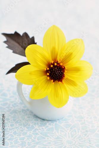 Small sunflower dahlia
