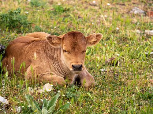 Calves in a meadow of Spain.