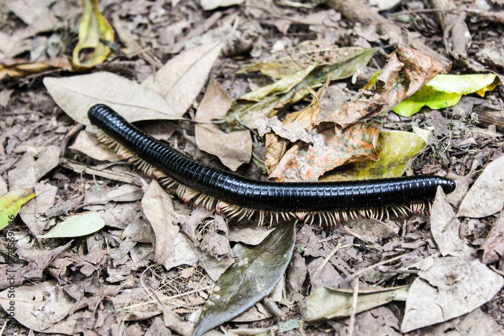 Obraz premium Millipede