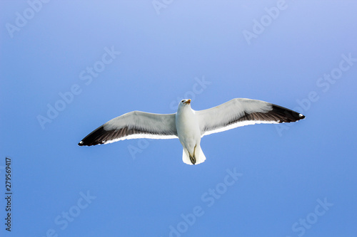 Seagull Soaring