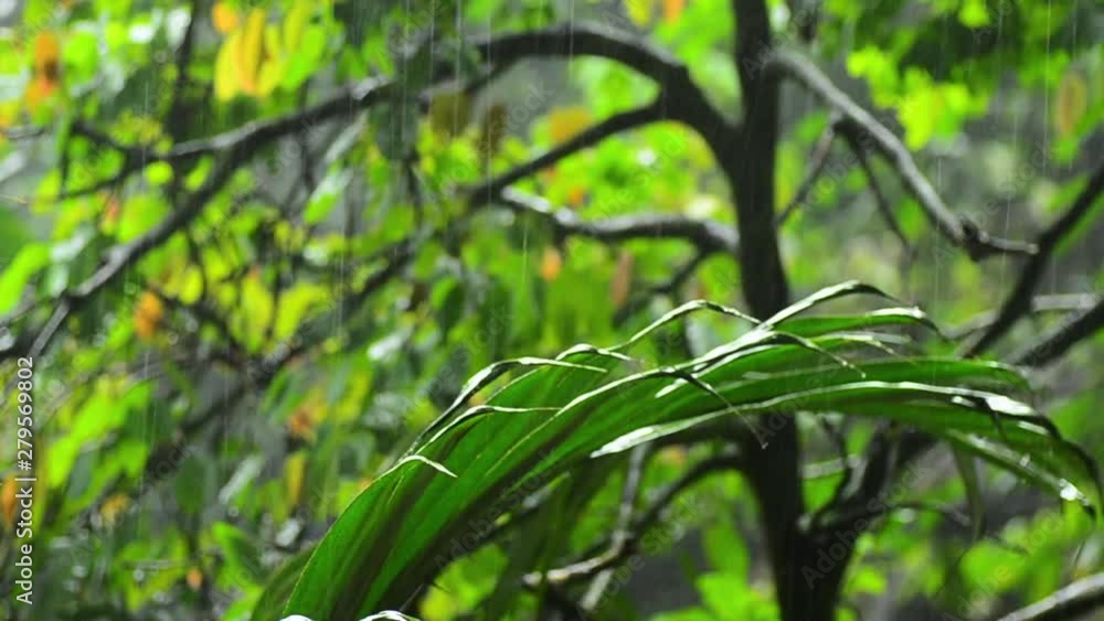 Heavy rain shover tropical forest in daytime Heavy rain shover tropical forest in daytime
