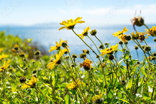 Closeup of Coast Sunflowers, Encelia californica – AKA California brittlebush and Bush Sunflower – with views of the Pacific Ocean and Catalina Island in the background. San Pedro, California, USA. photo