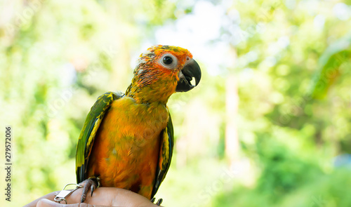 Beautiful pet parrots are staring with big eyes.