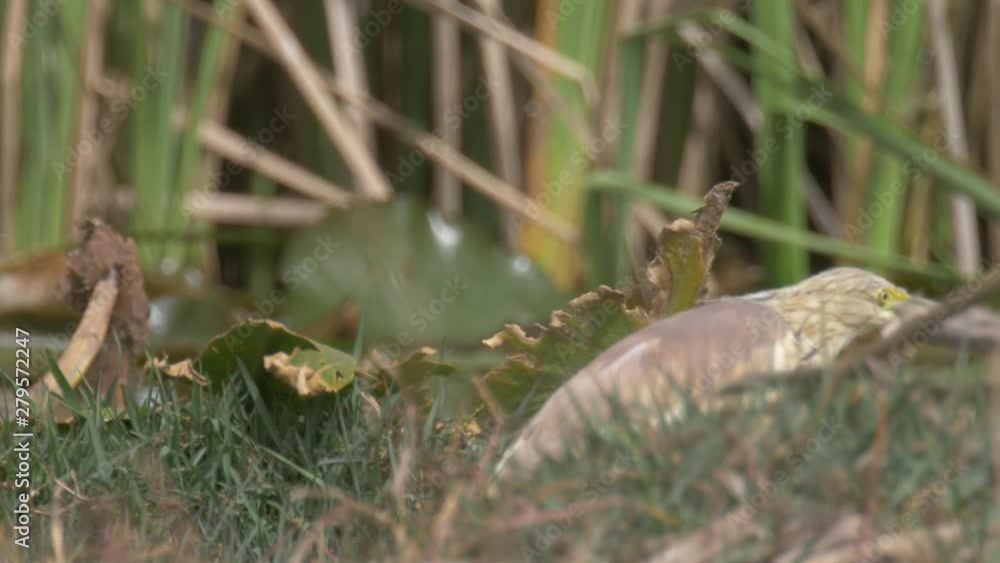 squacco heron  squacco Heron in tne nature, Jerusalem, Israel