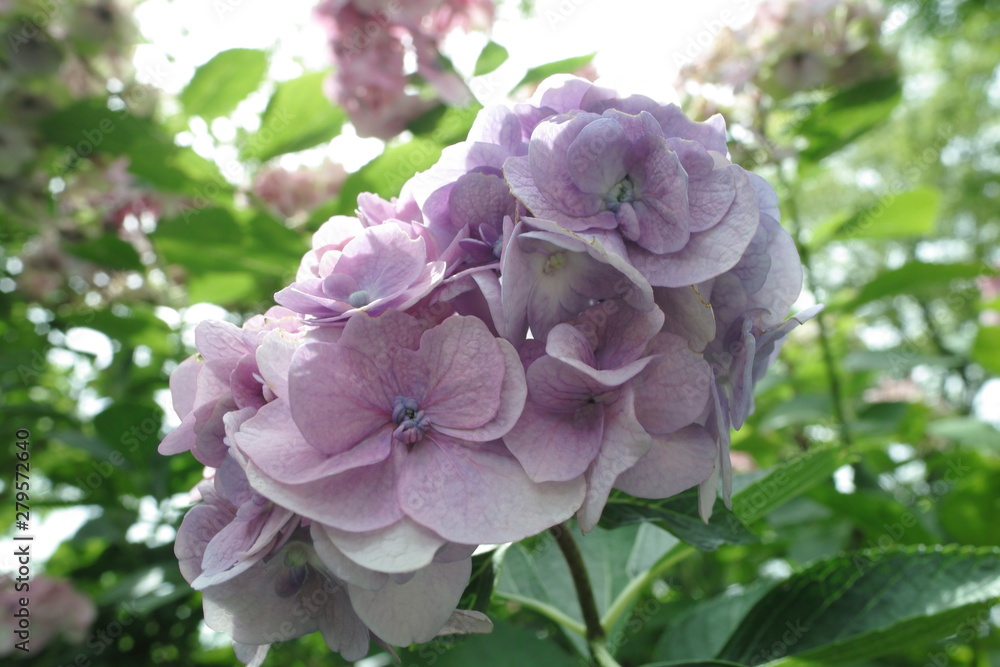 夏、あじさい、緑、花、影、蝶