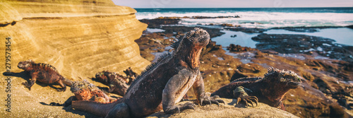 Galapagos Iguana lying in the sun on rock. Marine iguana is an endemic species in Galapagos Islands Animals, wildlife and nature of Ecuador.