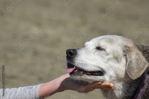 Close-up of older dog being stroked on the chin by a person's hand.