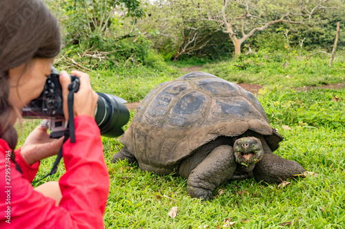 Wildlife photographer and tourist on Galapagos Islands photographing Giant Tortoise. Animals wildlife funny photo of tortoise in the highlands, Santa Cruz Island, Galapagos, Ecuador, South America