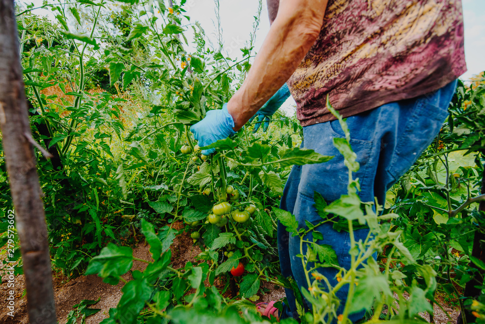 Naklejka premium women working in agriculture