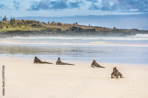 Cuadro en lienzo Galapagos Marine Iguana walking on Tortuga bay