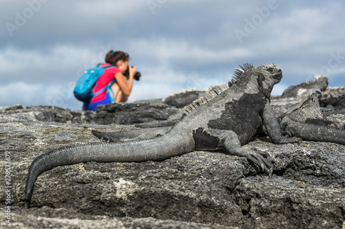 Photography Galapagos tourist photographer taking photos of Marine Iguanas on Fernandina Island, Espinoza Point