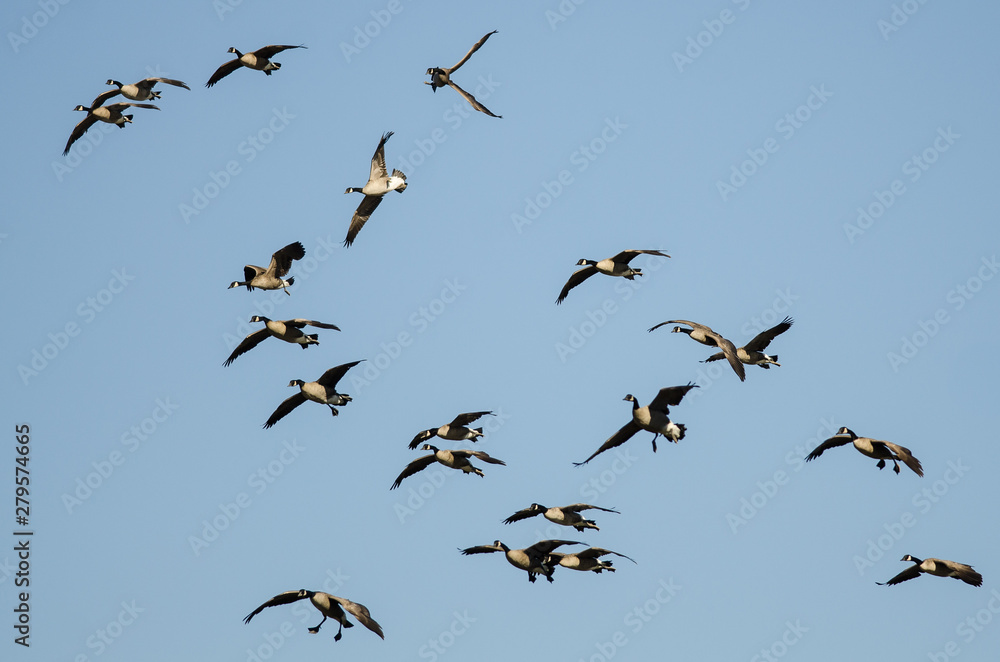 Whiffling Flock of Canada Geese Coming in for Landing in a Blue Sky Whiffling Flock of Canada Geese Coming in for Landing in a Blue Sky