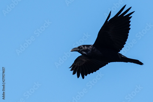 Common Black Raven Flying in a Blue Sky