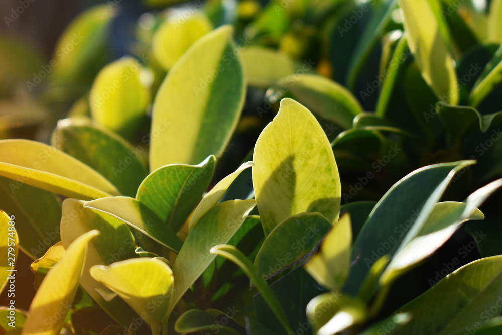 green leaves of tree