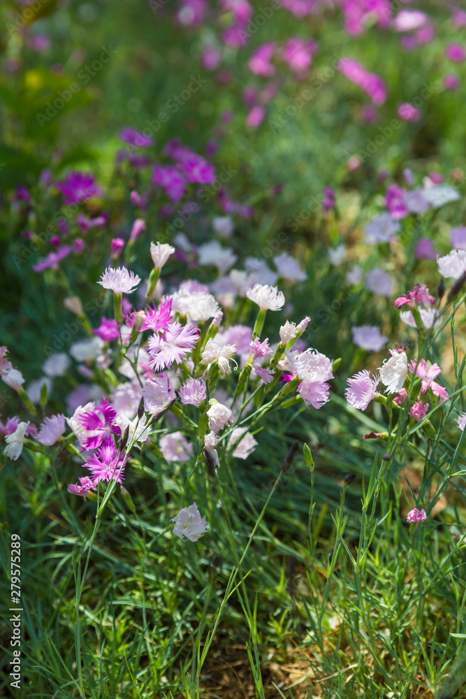 Outdoor blooming pink carnation flowers and green leaves,Dianthus chinensis L. Outdoor blooming pink carnation flowers and green leaves,Dianthus chinensis L.
