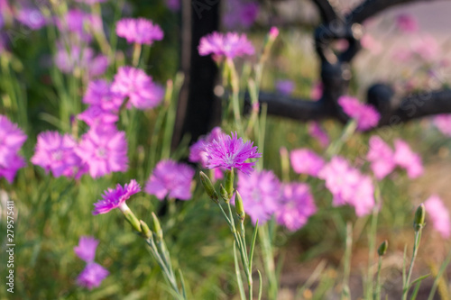Outdoor blooming pink carnation flowers and green leaves   Dianthus chinensis L.