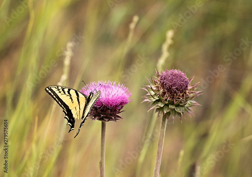 butterfly on a wild flower in field