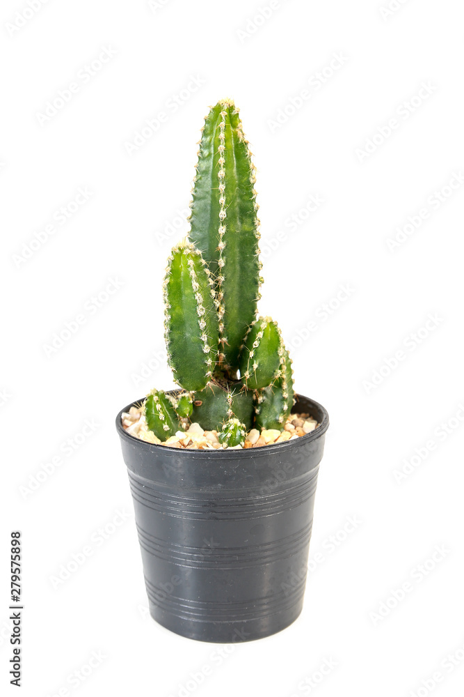 Small cactus in pot onwhite background Small cactus in pot onwhite background