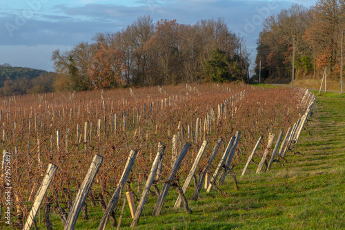 Winter vineyards at the Buzet wine region