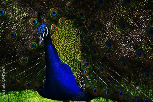 pavo cristattus pavo real parque la paloma benalmadena malaga 