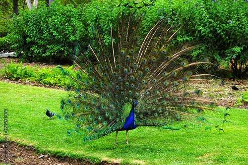 pavo cristattus pavo real parque la paloma benalmadena malaga 