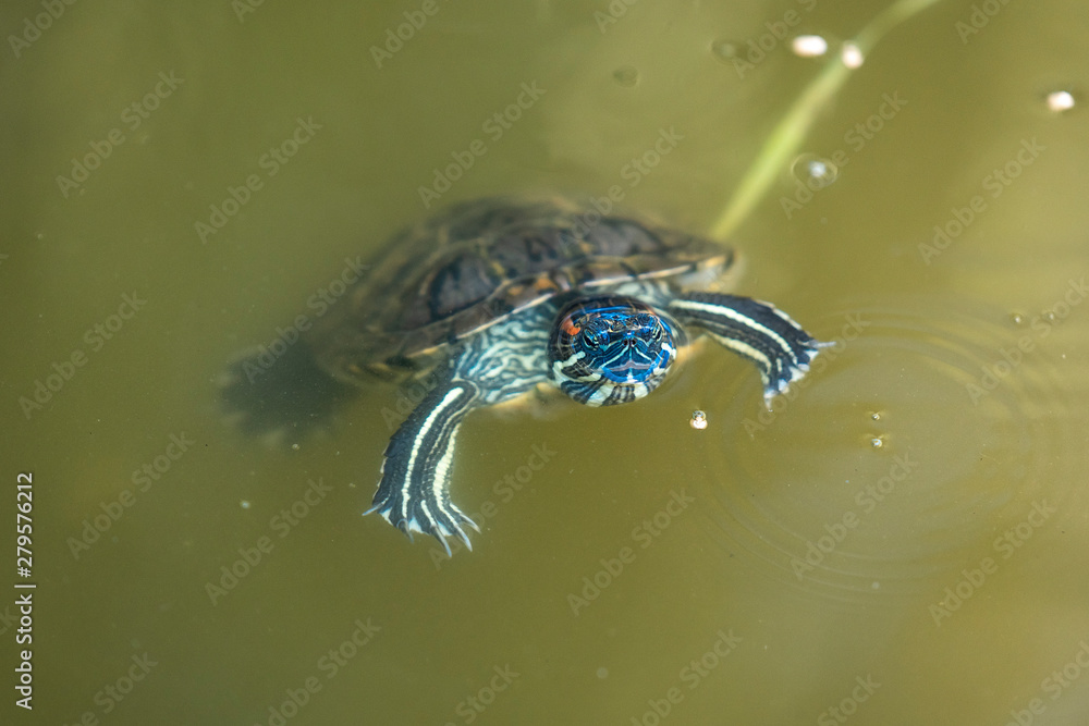Small red-eared turtle swimming in the water, making swirls and splashes Small red-eared turtle swimming in the water, making swirls and splashes
