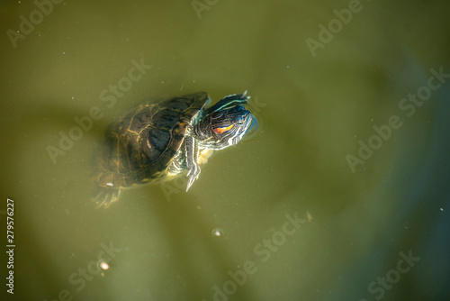 Small red-eared turtle swimming in the water, making swirls and splashes