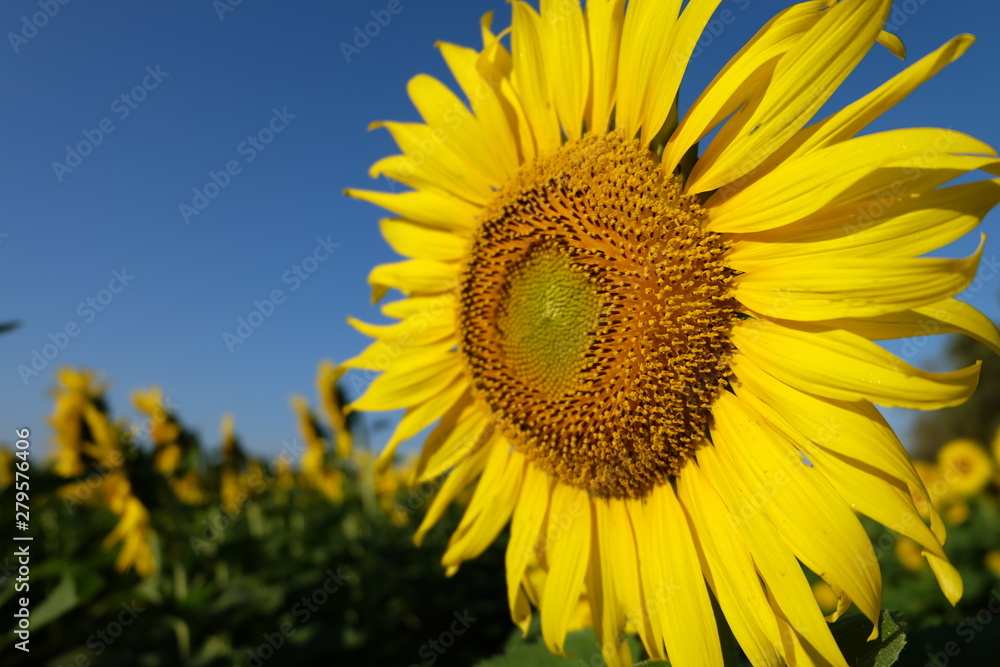 sunflower sunflower