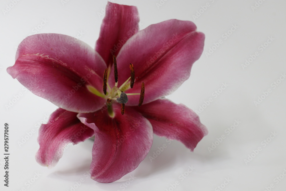 Close up Single Red Lily Flower on White Background Close up Single Red Lily Flower on White Background