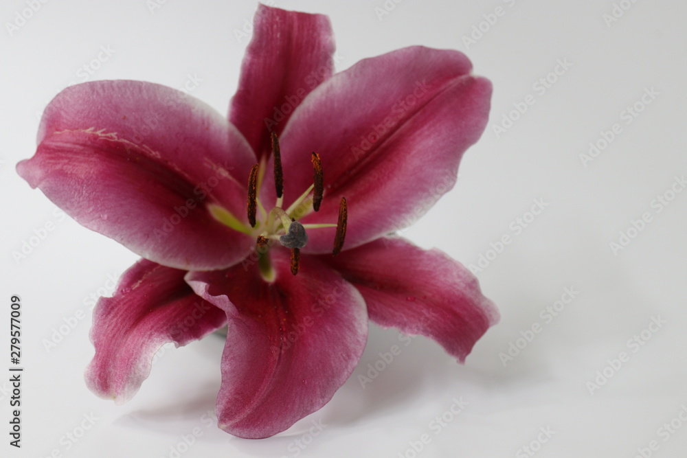 Close up Single Red Lily  Flower on White Background