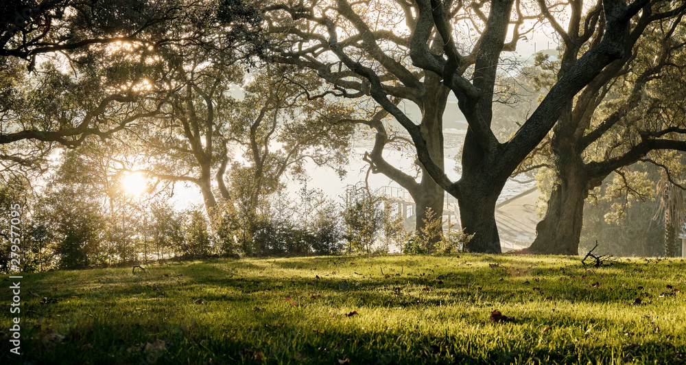 Golden morning light in Dove Myer Robimson Park in Auckland New Zealand Golden morning light in Dove Myer Robimson Park in Auckland New Zealand