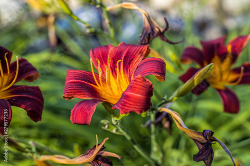 Sunlit lily in a garned.