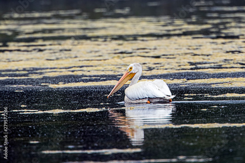 White pelican swimming in water.