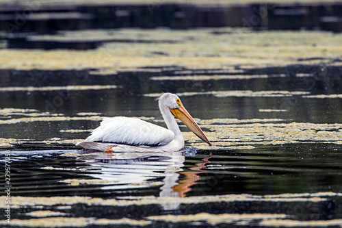 Beautiful pelican in the calm water.