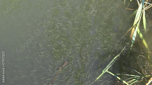 A flock of small fish, The big-scale sand smelt (Atherina boyeri, Atherina pontica), Black Sea, Sasik liman photo