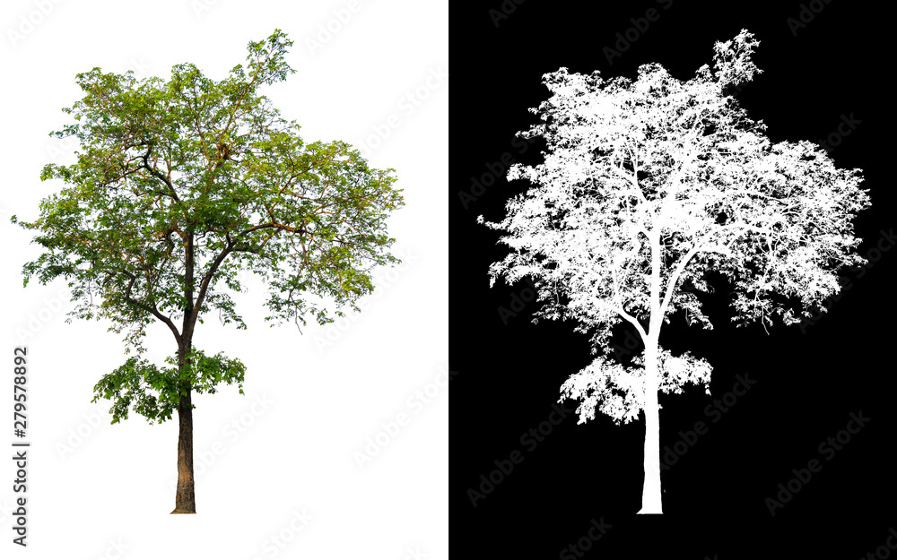 single tree with clipping path and alpha channel - obrazy, fototapety, plakaty 