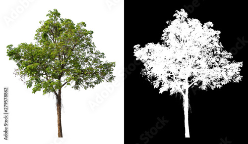 Принти на полотні single tree with clipping path and alpha channel