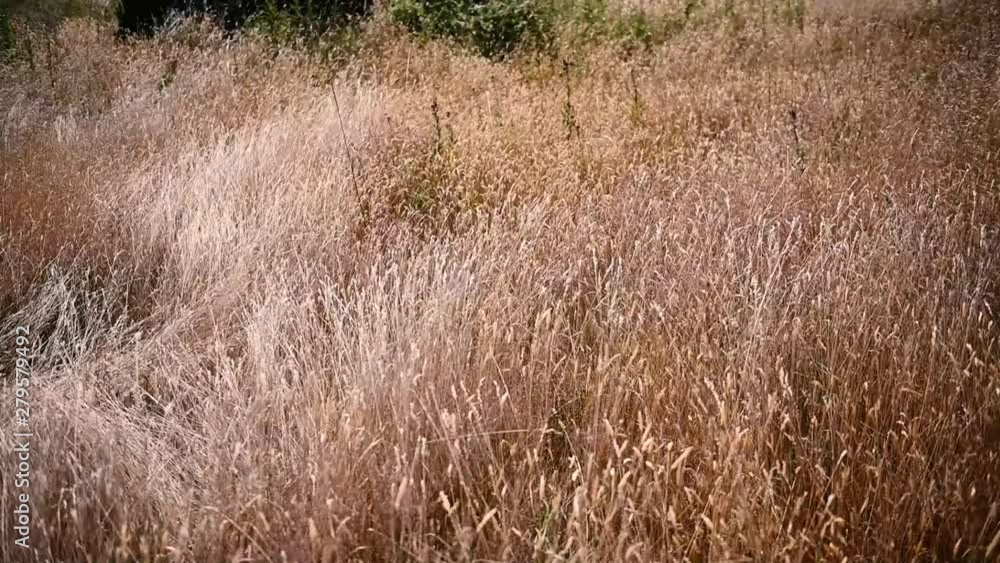 Wheat Field Blowing in the Wind Slow Motion 120fps 2 Wheat Field Blowing in the Wind Slow Motion 120fps 2