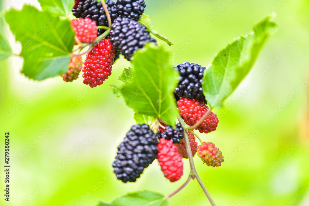 Fresh mulberry, mulberry branch on the health of the fruit with a green background, tangshan, hebei province in China. Fresh mulberry, mulberry branch on the health of the fruit with a green background, tangshan, hebei province in China.