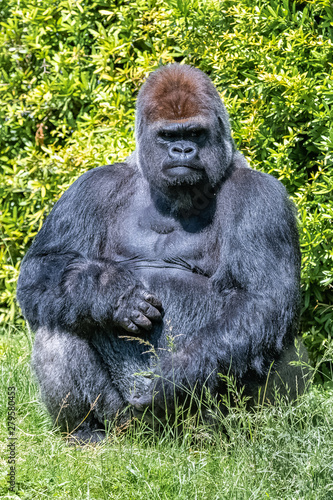 Gorilla, monkey, dominating male sitting in the grass, funny attitude © Pascale Gueret