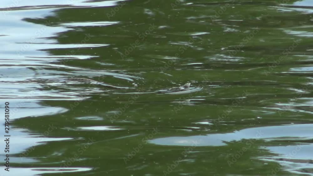 Snake caught a fish. The dice snake (Natrix tessellata). Water snake Snake caught a fish. The dice snake (Natrix tessellata). Water snake