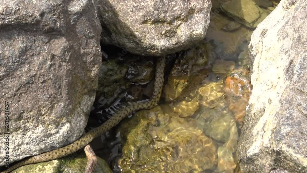 Snake caught a fish. The dice snake (Natrix tessellata). Water snake Snake caught a fish. The dice snake (Natrix tessellata). Water snake