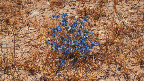 Eryngium is a plant with blue spines and leaves photo